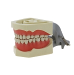 860 Hard Gingiva Model with Ivorine, Tru Caries, Standard Caries and Endo Teeth